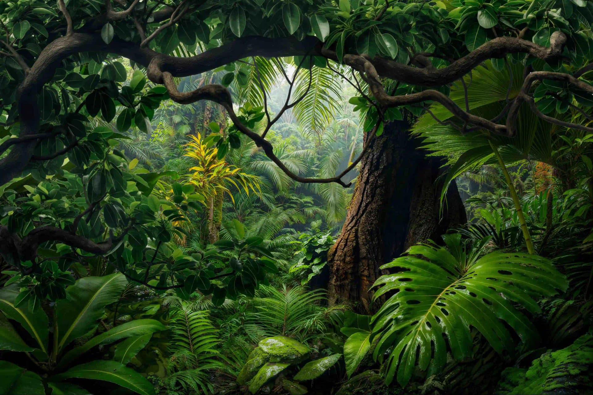 Tropical Rainforest with Big Trees